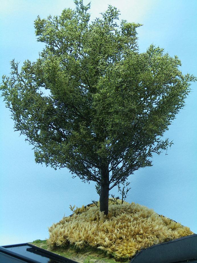 大型樹木の作例